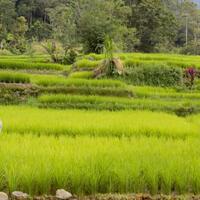 turunnya-kesejahteraan-ketimpangan-lahan-dan-klaim-kepuasan-petani