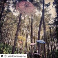 destinasi-hutan-pinus-di-indonesia-yang-hits-dan-kekinian-yang-harus-dikunjungi