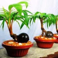 dari-pada-bengong-yukqt-belajar-bikin-bonsai-kelapa