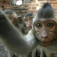 kasus-hak-cipta-monyet-selfie-di-sulawesi-sedot-perhatian