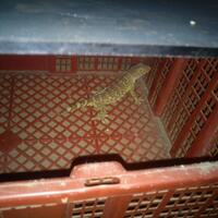 semua-tentang-tokekayo-semua-para-tokekers-mampir-sini