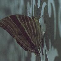 alun-alun-nikonian---part-14