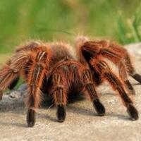 7-binatang-mematikan-yang-ternyata-miliki-khasiat-obat-bagi-manusia