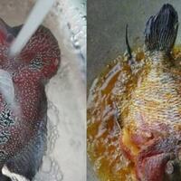 penasaran-rasa-ikan-louhan-pemilik-menggorengnya-lalu-tak-lama-kemudian-alami-ini