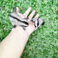 all-about-sugar-glider