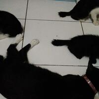 thread-hibah-adopsi-peliharaan-dan-kehilangan---part-3