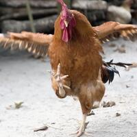 presiden-jokowi-juga-bisa-melototin-orang-loh