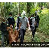 miris-20-peluru-bersarang-di-tubuh-orangutan-sumatera