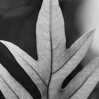 alun-alun-nikonian---part-14