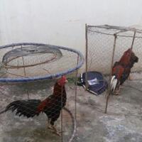 sabung-ayam-di-kawasan-kavling-bengkong-digerebek-polisi