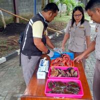 1485-kilogram-biota-laut-sitaan-balai-karantina-manado-dimusnahkan