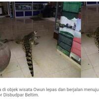 ketika-seekor-buaya--berjalan-jalan--di-kantor-dinas-pariwisata-belitung-timur