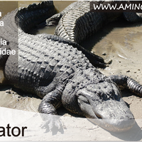 7-fakta-unik-tentang-alligator