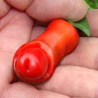 ayo-tebak-buah-dan-sayur-ini-mirip-hewan-apa-ya