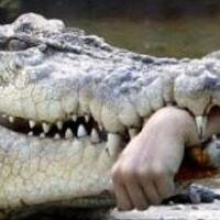 momen-mengerikan-buaya-memangsa-manusia
