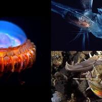nyeleneh-7-penghuni-lautan-ini-berbentuk-seperti-reinkarnasi-alien