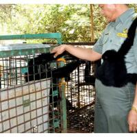 nasib-monyet-siamang-masuk-kebun-durian-bupati-bengkulu-selatan