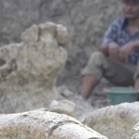 gajah-purba-di-grobogan-setinggi-atap-rumah-dan-berat-12-ton