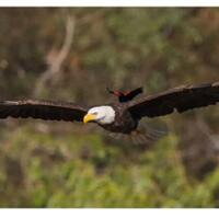 anggota-baru-keluarga-elang-di-kamojang-dari-malang