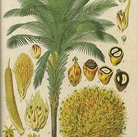 sejarah-kelapa-sawit-di-indonesia