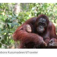 bagaimana-nasib-orangutan-jika-ibu-kota-ada-di-kalteng