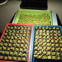 new-all-about-hidroponik