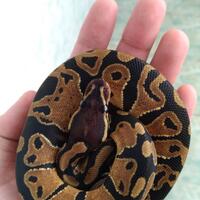 ball-python-python-regius-lovers-masuk-sininew-home---part-1