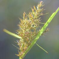 alun-alun-nikonian---part-14