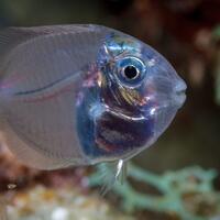 juvenile-surgeonfish