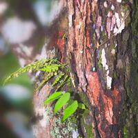 alun-alun-nikonian---part-14