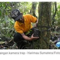 mengidentifikasi-harimau-sumatera-di-hutan-gambut-riau