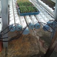 new-all-about-hidroponik