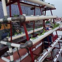 new-all-about-hidroponik