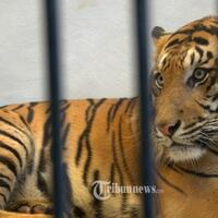 pusat-rehabilitasi-harimau-sumatera-di-dharmasraya-diresmikan-menteri-lhk