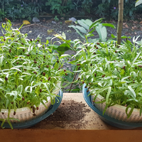 new-all-about-hidroponik