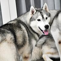 new-siberian-husky-lovers---read-page-1-for-update---part-2