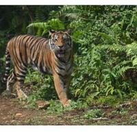 klhk-resmikan-pusat-rehabilitasi-harimau-sumatera-di-dharmasraya