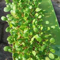 new-all-about-hidroponik