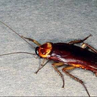 yuk-intip-gan-hewan-ini-miliki-usia-terlama-hingga-abadi