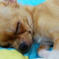 chihuahua-lovers---part-2