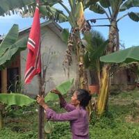 tak-punya-merah-putih-nenek-maryam-kibarkan-bendera-bintang-bulan-milik-gam