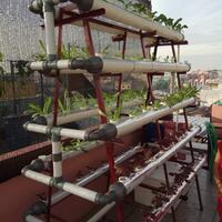 new-all-about-hidroponik