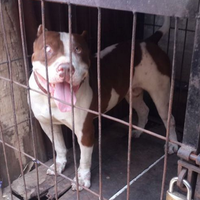 anjing-penggigit-bocah-hingga-tewas-itu-pernah-juarai-kontes