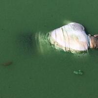 sosok-mayat-pria-mengambang-di-danau-sunter