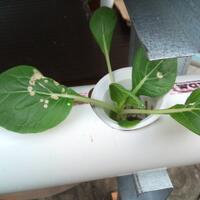 new-all-about-hidroponik