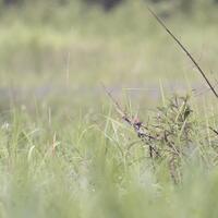 alun-alun-nikonian---part-14