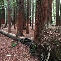 10-pohon-unik-yang-menolak-mati