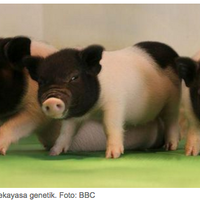 ini-dia-babi-rekayasa-genetik-pertama-untuk-transplantasi-manusia