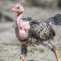 alun-alun-nikonian---part-14