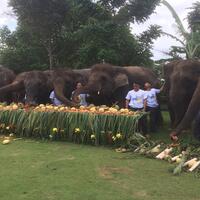hari-spesial-beberapa-gajah-di-bali-zoo-dapat-sajian-istimewa